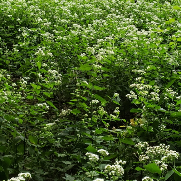 Meet your Posher - Picture 2 of 2